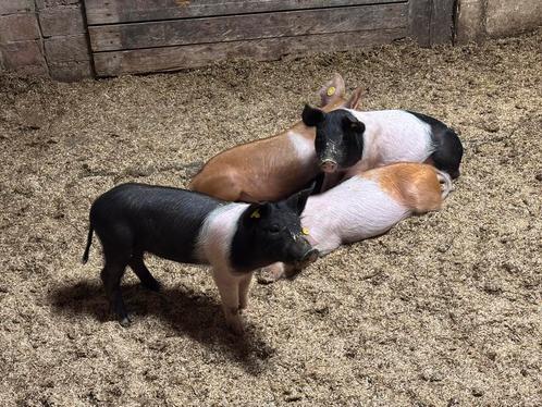 Husumer biggen, nog 2 zeugjes en 5 borgjes, Dieren en Toebehoren, Schapen, Geiten en Varkens, Varken, Meerdere dieren, 0 tot 2 jaar