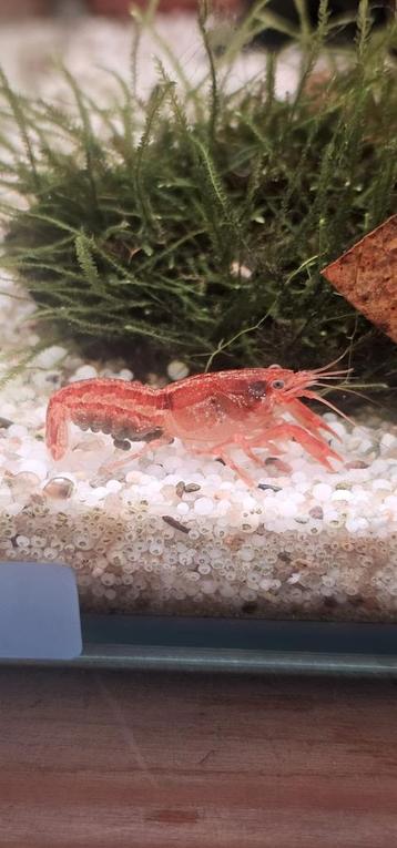 CPO kreeftjes ( Cambarellus patzcuarensis orange ) beschikbaar voor biedingen