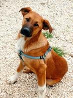 ACE: Choco is nobel en lief!, Dieren en Toebehoren, Honden | Niet-rashonden, Particulier, 15 weken tot 1 jaar, Reu, Buitenland