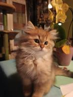Fok kat British langhaar golden black shaded, Kater, Met stamboom, 0 tot 2 jaar