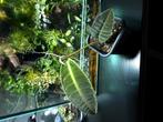 Labisia sp, Ophalen of Verzenden, Halfschaduw, Minder dan 100 cm