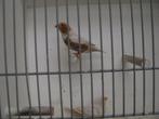 jong koppel oranjeborst zwartborst isabel bruin zebravinken, Dieren en Toebehoren, Vogels | Overige Vogels, Meerdere dieren, Tropenvogel