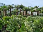 Winterharde palmbomen bestel je in de Brabantpalm webshop !, Volle zon, Ophalen of Verzenden, Palmboom