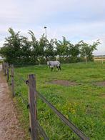 Gezocht: Bucas vliegendeken zonder hals 5.9 175, Dieren en Toebehoren, Ophalen of Verzenden, Deken