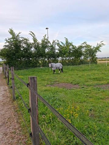 Gezocht: Bucas vliegendeken zonder hals 5.9 175 beschikbaar voor biedingen