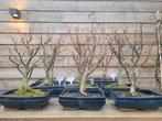 tilia bonsai bomen (lindeboom), Tuin en Terras, Ophalen of Verzenden