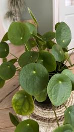 Pannenkoekplant, Huis en Inrichting, Kamerplanten, Ophalen, Halfschaduw, Minder dan 100 cm