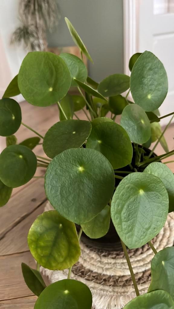 Pannenkoekplant, Huis en Inrichting, Kamerplanten, Minder dan 100 cm, Halfschaduw, Ophalen