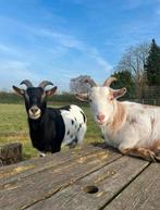 2 lieve gecastreerde bokjes zoeken 5️huisje, Dieren en Toebehoren, Schapen, Geiten en Varkens, Mannelijk, Geit