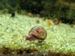 Posthoornslakken - GRATIS, Dieren en Toebehoren, Vissen | Aquariumvissen, Vis
