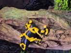 Gebande bijengifkikker Dendrobates leucomelas geband, Dieren en Toebehoren, Amfibie