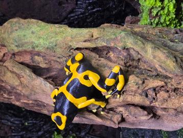 Gebande bijengifkikker Dendrobates leucomelas geband  beschikbaar voor biedingen
