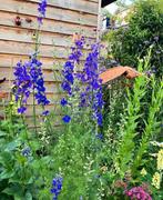 Ridderspoor (blauw) zaden, Ophalen of Verzenden, Volle zon