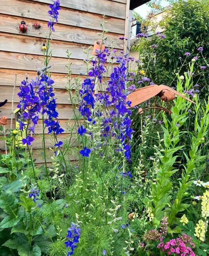 Ridderspoor (blauw) zaden, Tuin en Terras, Bloembollen en Zaden, Volle zon, Ophalen of Verzenden