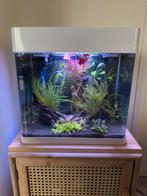 Superfish Panorama 35 aquarium 30L, Dieren en Toebehoren, Ophalen, Zo goed als nieuw, Gevuld zoetwateraquarium