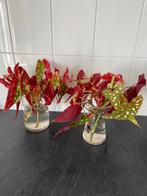 Stekjes stippenplant, Huis en Inrichting, Kamerplanten, Ophalen, Overige soorten, Minder dan 100 cm