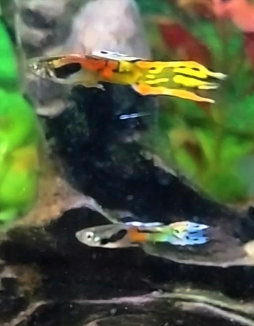 Mooie endler guppen/ poecilia wingei, Dieren en Toebehoren, Vissen | Aquariumvissen, Zoetwatervis, Vis