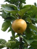 Pyrus pyrifolia 'Shinseiki' Nashipeer appelpeer voedseltuin, Volle zon, Vaste plant, Ophalen of Verzenden, Fruitplanten