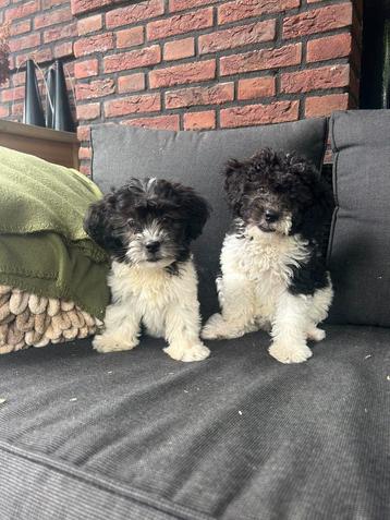 Mooie kleine boomer x labradoodle pups beschikbaar voor biedingen