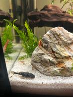 Garnalen, Kreeft, Krab of Garnaal