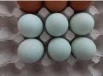 Olive egger broedeieren, Dieren en Toebehoren