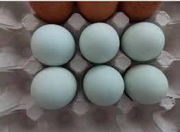 Olive egger broedeieren, Dieren en Toebehoren, Pluimvee