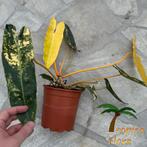 Philodendron billietiae variegated "Full Moon", Overige soorten, In pot, Minder dan 100 cm, Groene kamerplant