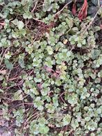 Vetplanten - Sedum Spurium, Tuin en Terras, Ophalen of Verzenden, Bodembedekkers, Volle zon