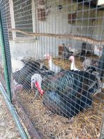 Kalkoenen., Dieren en Toebehoren, Pluimvee, Meerdere dieren, Kalkoen