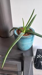 Blauwe Bloempot (met/zonder plant), Ophalen of Verzenden, Overige soorten, Volle zon