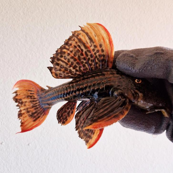 L025 Pseudacanthicus Pirarara Sao Felix 7 pointer SuperRed, Dieren en Toebehoren, Vissen | Aquariumvissen, Vis