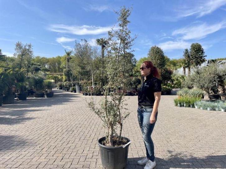 Meerstammige kurkeik - Quercus suber te koop 180/200 cm., Tuin en Terras, Planten | Bomen, Overige soorten, 100 tot 250 cm, Volle zon