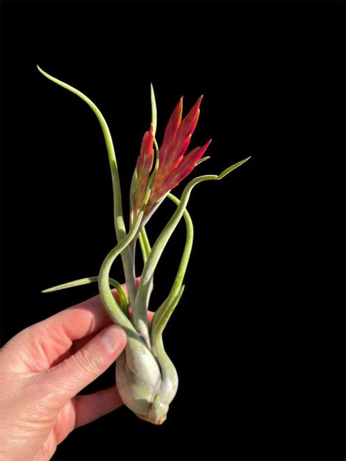 Tillandsia Caputa Medusae, Huis en Inrichting, Kamerplanten, Overige soorten, Minder dan 100 cm, Ophalen