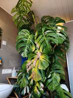 Monstera Variegata stekken, Ophalen, Overige soorten, Minder dan 100 cm