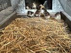 Kuikens orpington groot choco, Dieren en Toebehoren, Pluimvee, Geslacht onbekend, Kip