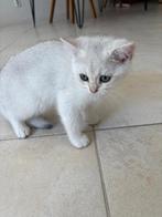 Speelse kitten Lola, 2,5 maand, zoekt liefdevolle eigenaar, Dieren en Toebehoren, Katten en Kittens | Raskatten | Korthaar, Poes