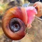 Posthoornslakken, Dieren en Toebehoren, Vissen | Aquariumvissen, Slak of Weekdier