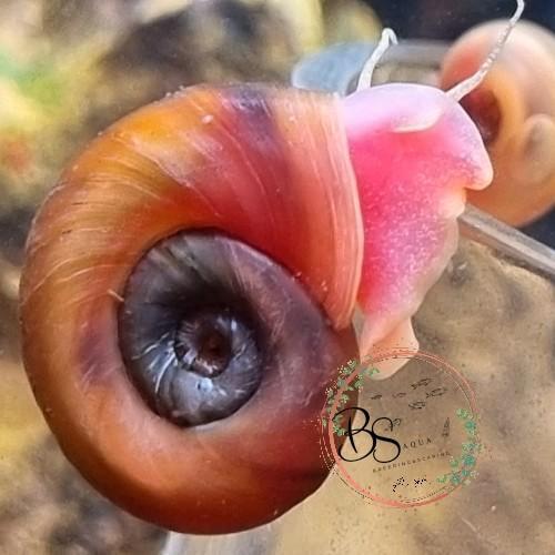 Posthoornslakken, Dieren en Toebehoren, Vissen | Aquariumvissen, Slak of Weekdier