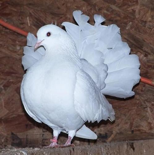 pauwstaart duivin gevraagd, Dieren en Toebehoren, Vogels | Duiven, Overige soorten, Vrouwelijk