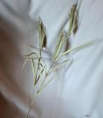 Emerald kunstbloem / kunsttak korenaar, Verzenden, Nieuw