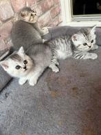Britse korthaar te koop, Dieren en Toebehoren, Katten en Kittens | Raskatten | Korthaar, Ontwormd