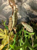 Panterkameleon / Furcifer Pardalis / man, Dieren en Toebehoren, Reptielen en Amfibieën, 0 tot 2 jaar, Hagedis
