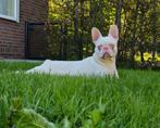 🥰Bijzondere kleur: Pink, Franse bulldog dekreu Charlie🥰, Dieren en Toebehoren, Particulier, Rabiës (hondsdolheid), Reu, 1 tot 2 jaar