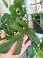 Rhaphidophora tetrasperma stekjes, Huis en Inrichting, Kamerplanten, Ophalen of Verzenden, Overige soorten, Minder dan 100 cm