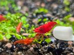 Bloody Mary Neocaridina garnaaltjes, Dieren en Toebehoren, Vissen | Aquariumvissen, Kreeft, Krab of Garnaal