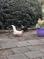 Chabo haantje, Dieren en Toebehoren, Mannelijk