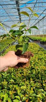 Portugese laurier Prunus tico🍀, Ophalen, Laurier, 100 tot 250 cm