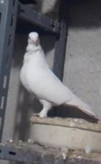 Vermist in oldenzaal, Dieren en Toebehoren, Vrouwelijk