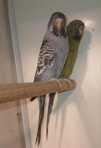 Blackface Split Engels, Dieren en Toebehoren, Vogels | Parkieten en Papegaaien, Meerdere dieren, Parkiet