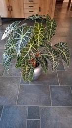 Kamerplant, Huis en Inrichting, Kamerplanten, Ophalen, Halfschaduw, Minder dan 100 cm